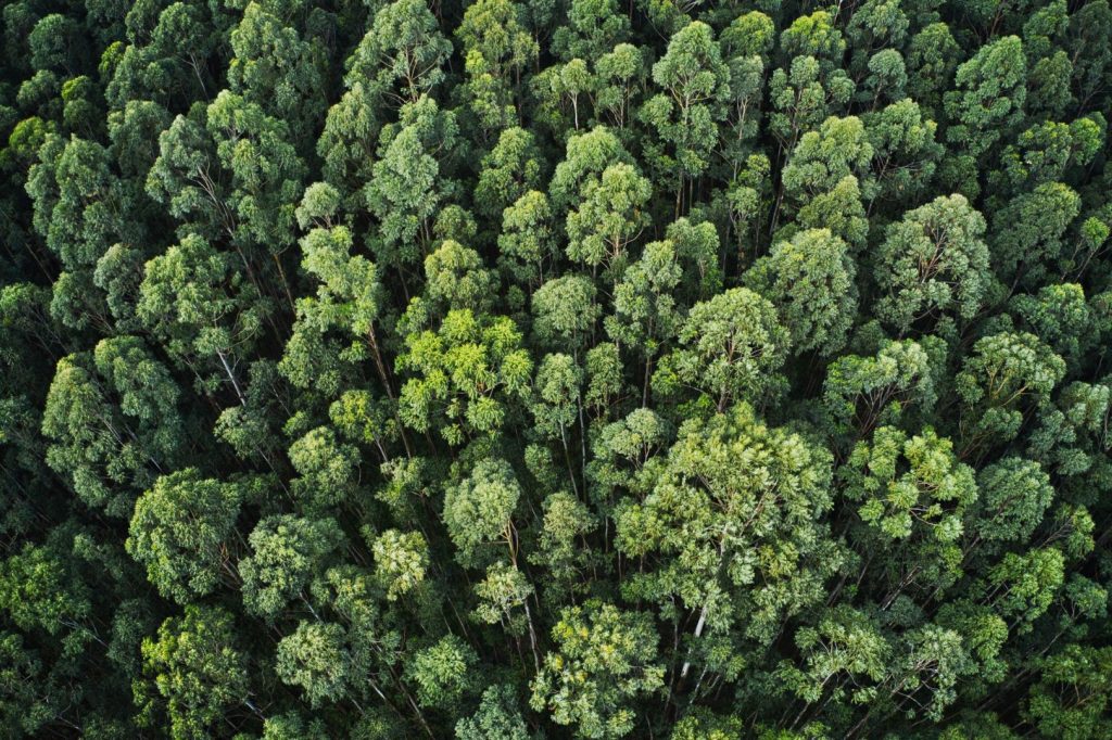 Sustentabilidade 2 floresta sustentabilidade